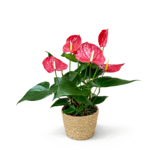 אנטוריום אדום בסלסלה