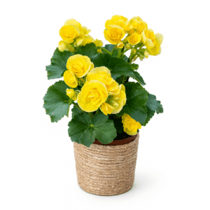 ביגוניה במבחר צבעים בסלסלה