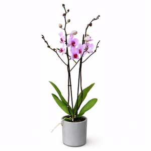 סחלב ורוד שני ענפים