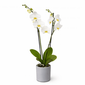 סחלב לבן שני ענפים