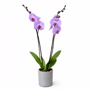 סחלב סגול-לילך שני ענפים