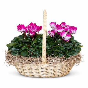 סלסלת רקפות כפולה