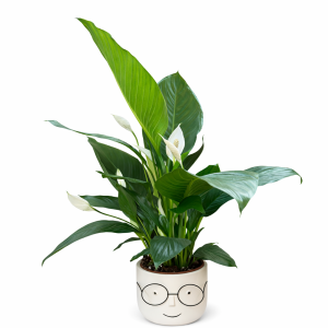 ספטיפיליום גדול בכלי פנים עם משקפיים