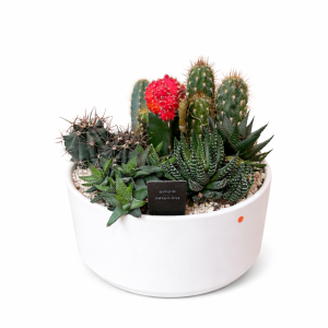 קוקטייל קקטוס בכלי קרמי