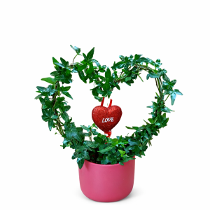 קיסוס לב בכלי