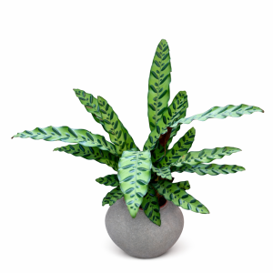 קלתיאה בכלי קרמי אפור