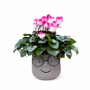 רקפת במבחר צבעים בכלי פנים עם משקפיים