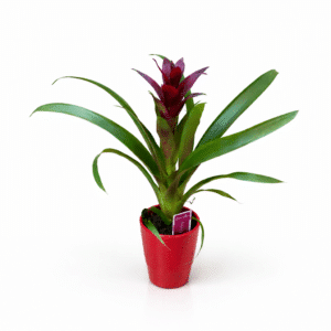 ברומליה (גוזמניה) בכלי