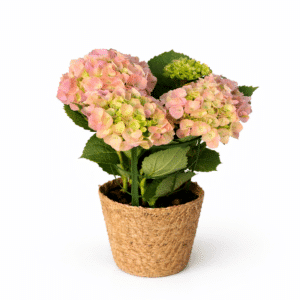 הורטנזיה (הידרנג’אה) בסלסלה