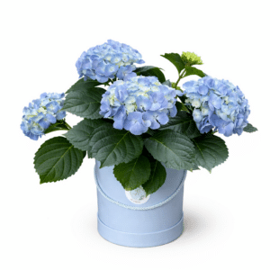 הורטנזיה (הידרנג’אה) בקופסה